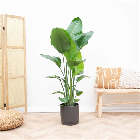 Combi Deal Strelitzia Nicolai Inclusief Sense Pot Cm Green Bubble