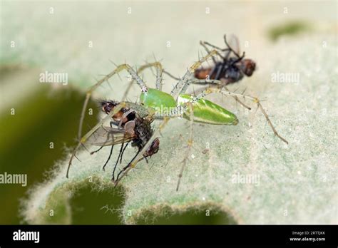 Green Lynx Spider Peucetia Viridans With Prey Stock Photo Alamy