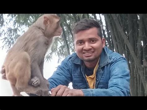 Monkey Ke Viral Funny Video Trending Monkey Bandar Monkey Bandar Monkey