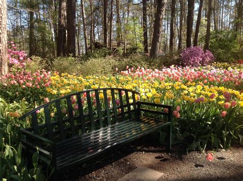 "Goodness in the Garden": SPRING & Tulip Time have arrived!