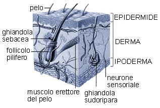 Cosè la pelle ed a cosa serve MEDICINA ONLINE