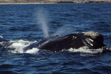 Ballenas ~ Recordaresviajar ~