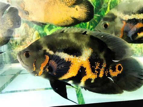 Black Tiger Oscar Fish with Orange Patch Diving in the Glass Tank Stock ...