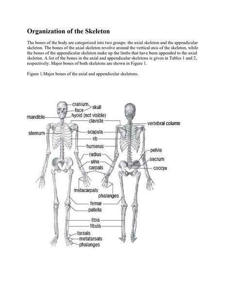 SOLUTION Organization Of The Skeleton Studypool