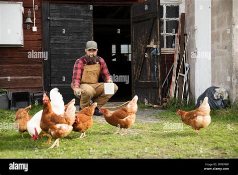 Male Farmer Feeding Chickens Outdoors Stock Photo Alamy