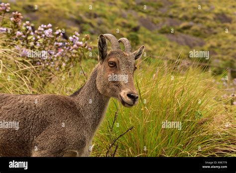 Nilgiri Thar At Eravikulam National Park Munnar Kerala India Stock