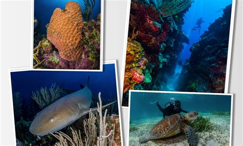 Scuba Diving The Amazing Barrier Reef In San Pedro Ambergris Caye