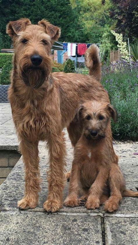 Irish Terrier Temperament Lifespan Shedding Puppy