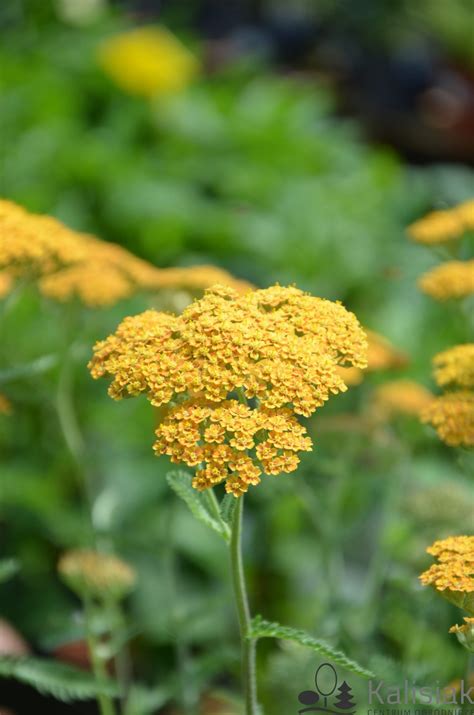 Achillea Millefolium Terracotta Krwawnik Pospolity