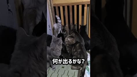 【なにがでるかな？】cat Shorts ♯︎かわいい猫 おもしろ猫 動物（犬・猫 他色々）【まとめ動画】