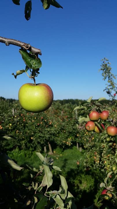 Apfel Obstgarten Obst Kostenloses Foto Auf Pixabay