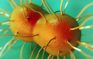 New Drugs for Resistant Strains for Gonorrhea – Global Reproductive ...