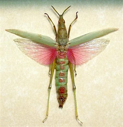 Orthoptera Sp Pink Wing Grasshopper From Indonesia In An Archival