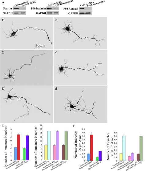 Morphological Analyses Of Hippocampal Neurons Exposed To Bfgf And