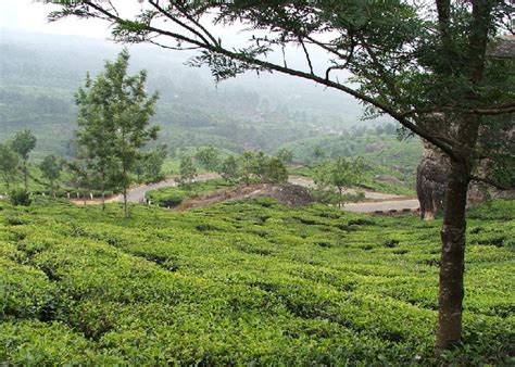 Munnar Thekkady 4 Days Tour Package Rs 13900 Anic Holidays