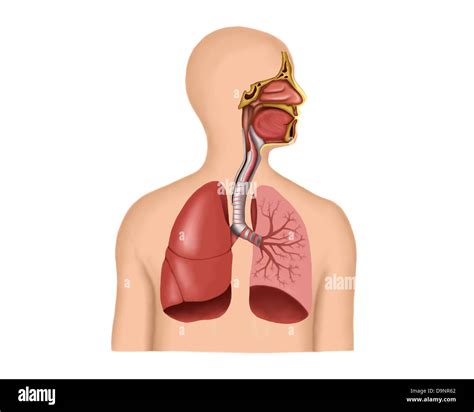 Imagenes Del Aparato Respiratorio Sin Nombres Anatomia Fisiologia Y