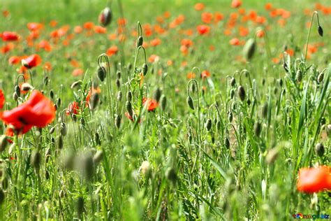 Poppy field free image - № 34246