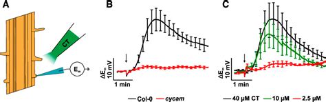 Figure From A Poly A Ribonuclease Controls The Cellotriose Based