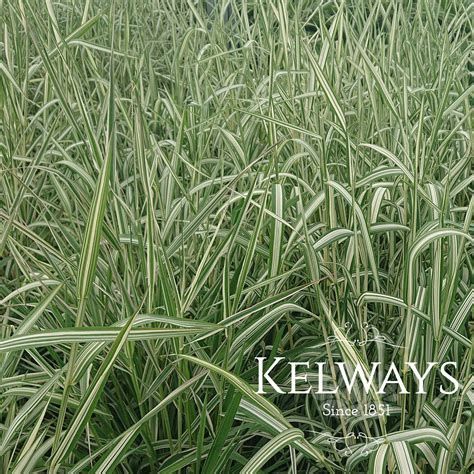 Phalaris Arundinacea Var Picta Feesey Kelways Plants Ltd