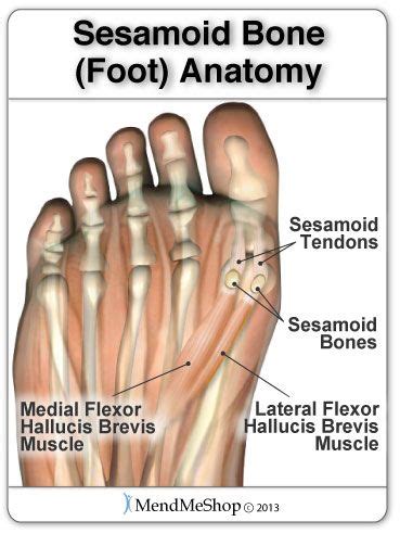 The 25+ best Sesamoid bone ideas on Pinterest | Anatomy of the knee ...