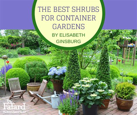 The Best Shrubs For Container Gardens Fafard