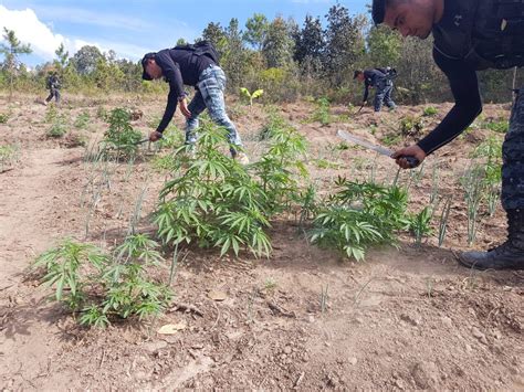 Totonicapán autoridades erradican plantaciones de marihuana