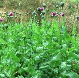 anh tuc cay thuoc phien cay thuoc bi cam va nhung tac dung tri benh