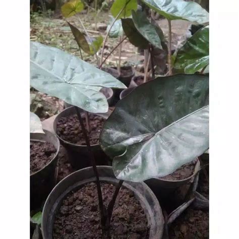 Jual KELADI HITAM Tanaman Hias Caladium Black Sente Hitam Talas