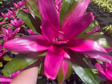 Neoregelia Romance Bromeliad 6 Pot Etsy