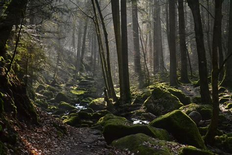 Top Things To Do And See In Black Forest Germany Bavarian Clockworks