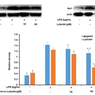 Apigenin Luteolin And Lipopolysaccharides Lps Showed No