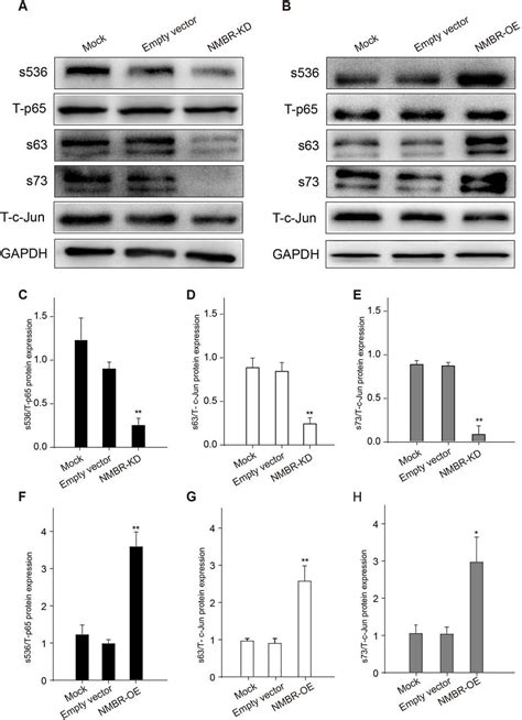 Neuromedin B Receptor Mediates Neuromedin B Induced Cox 2 And Il 6