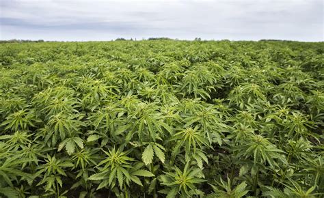 Pakistan Can Make Around 3 Billion From Production Of Hemp Bhang