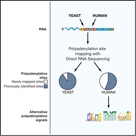 Rna Site