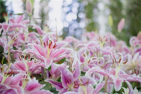 Premium Photo Pink Lily In The Garden Lily Joop Flowers Lilium