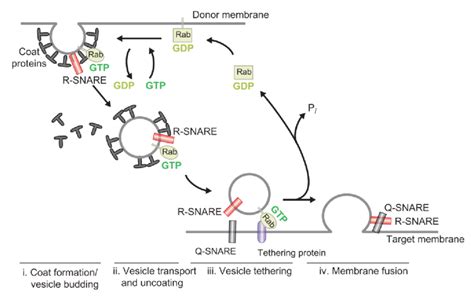 Basic Principles Of Membrane Trafficking Intracellular Trafficking Download Scientific Diagram