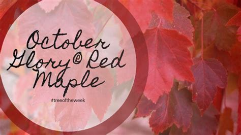 Tree Of The Week October Glory Red Maple