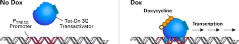 Lentiviral Tet On 3G Inducible Expression Systems