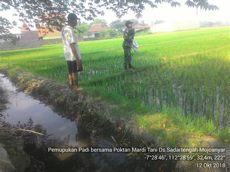 Babinsa Pos Ramil Mojoanyar Dampingi Petani Pemupukan Tanaman Padi