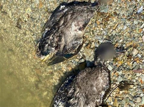 Moria Di Anatre Lungo Il Torrente Maremola Campionamenti Di Carcasse