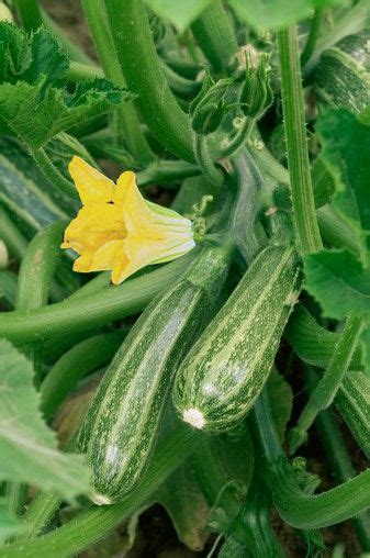 Cuidado de las plantas de calabacín Cómo cultivar calabacines