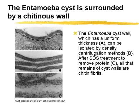 Entamoeba Histolytica Entamoeba Cell Biology Disease And Treatment