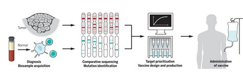 Personalized Vaccines For Cancer Immunotherapy Science