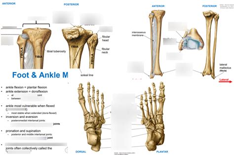 Lec 12 Met Tibiofibular And Ankle Joints Diagram Quizlet