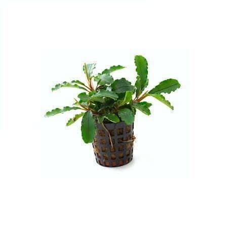 Bucephalandra Green Velvet In 5 Cm Pot Junai Nl