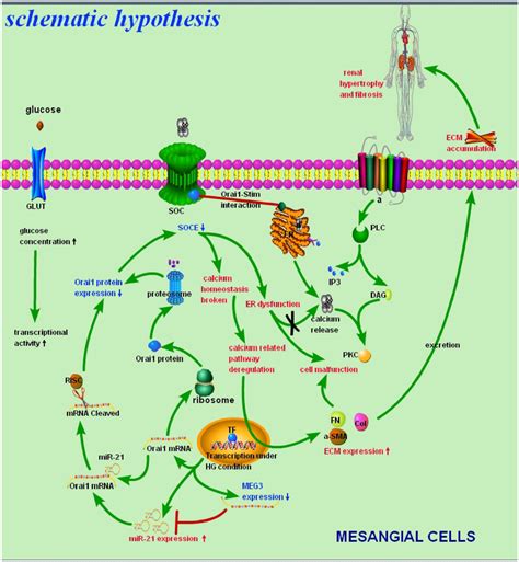 Schematic Model Of The Implication Of Meg3 Mir 21 Orai1 Axis In Renal