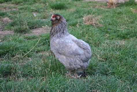 Araucana Heinis H Hner