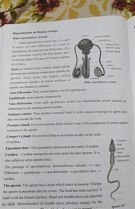 Reproduction In Human Beings Male Reproductive System Male Reproductive