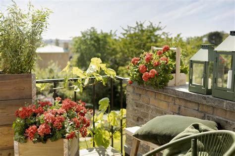 Niewymagające kwiaty na balkon rośliny balkonowe odporne na suszę