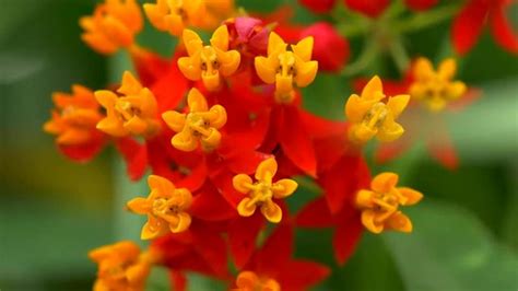 "Lantana Camara" Images – Browse 7,522 Stock Photos, Vectors, and Video | Adobe Stock